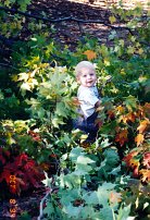 Chad_19941004_trees_in_the_backyard null