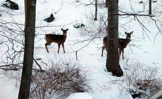 Deer outside Chane's office window null