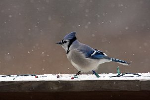 20101226 142939.jpg null