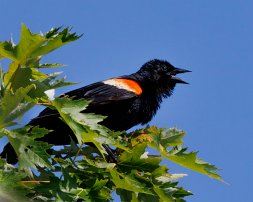 20230705 081030 R5 adj T red winged blackbird null