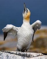 20230706 085255a R5 adj T Northern Gannet null