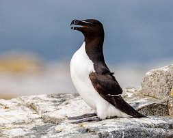 20230706 085736 R5 adj T color efex razorbill null