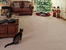 20231224 164906 7 Pro null