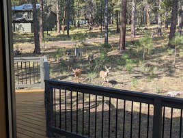 20250905 094403 7 Pro null