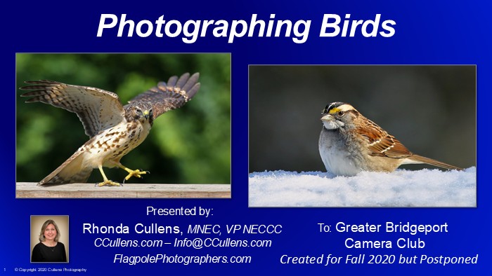 Photographing Birds for Greater Bridgeport Camera Club
