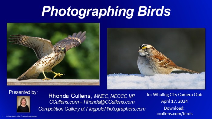 Photographing Birds for Whaling City Camera Club