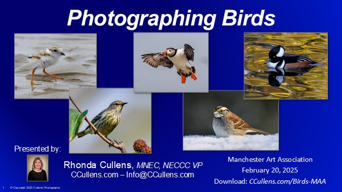 Photographing Birds for Manchester Art Association